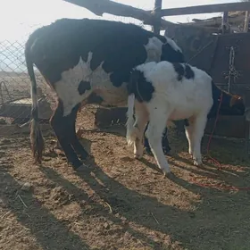 Таналы сыгыр