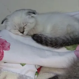 Шотландская шиншилла