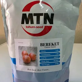 SOGAN TOHUMY (ÝAZLYK) BEREKET