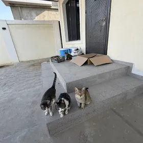 Котята в добрые руки , бесплат