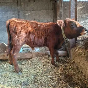 Şwes ökuzçe 7...8.. aylyk