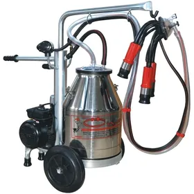 Sygyr sagylÿan enjam