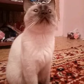 Метис сиамская с шотланд кошка