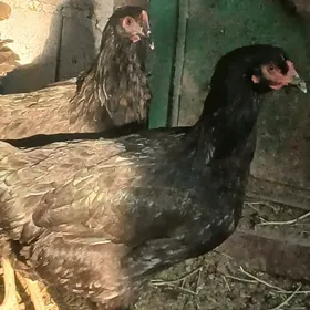 Gigant JERSI towuklar