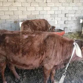 Bakylyan gulajynlar 4sany