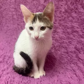 В Добрые Руки