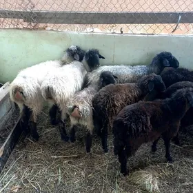 Gysyr Goýun.Garaköl Işşek.