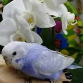 gus papugay+ setklar