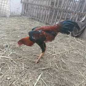 baysy horaz we towuk juje