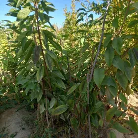 Çereşniya nahallary