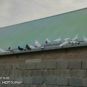 kepderi кепдери голуб