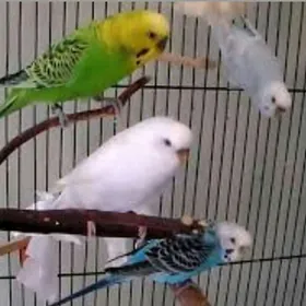 Gus popugay+ kletklar