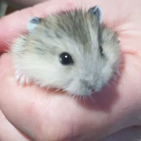 джунгарики