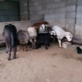 boğaz goýun we gysyr goýun