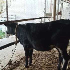 gunajin simentel buru gariş