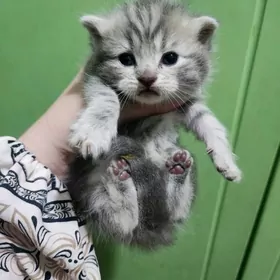 Шотландские котята