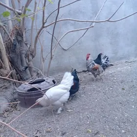 Towuklar we horazlar