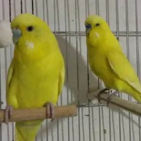 popugay sowgatlyk guslar