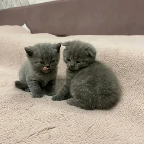 Чистокровные шотландцы