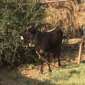 arginal swet gulajyn