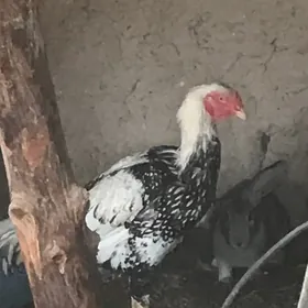 BAYSOW HORAZ1.1.5ÝASYNDA