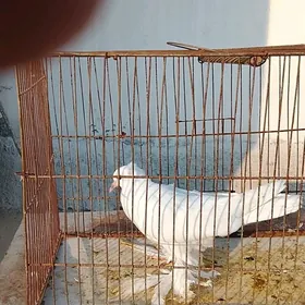 syzyagaran ak lahmaty