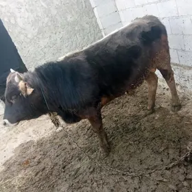 Öküz 1ýaşap geçen