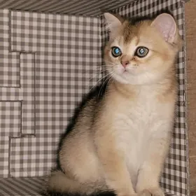 золотая шиншила