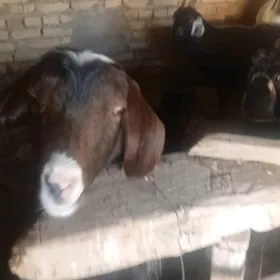 гечилер 6 саны