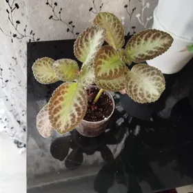 ЦВЕТЫ , gul, ,,потос