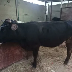 satlyk sygyr gölesi bilen