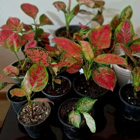 Oy gulleri комнатные  растения