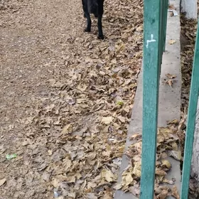 немецкая овчарка!!!!‍🦺