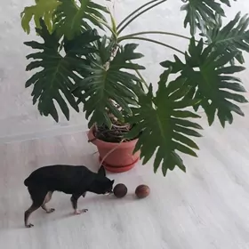 Gul монстера, женское счастье