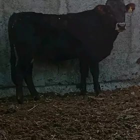 ŞWES ÖKÜZ ARGINAL