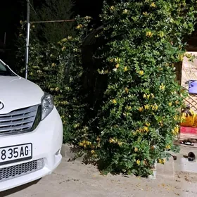 Jasmin jimilis gul cyrmasyk