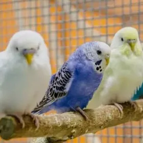 волнистые walnisty