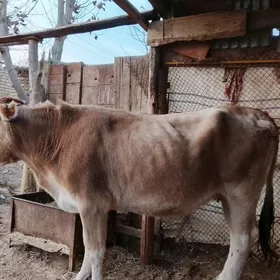 сугурбогаз