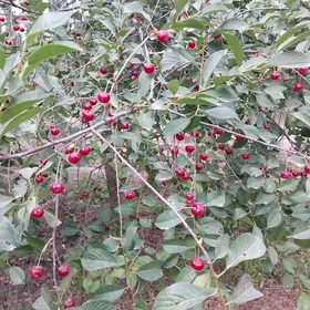 wişni nahaly sitili