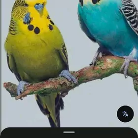 попугаи popugai