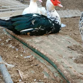 Мускус ордек