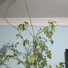 Цветок Шефлер