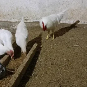 Ак товук жуйже