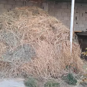 Bede arassa ýorunja garyşykly