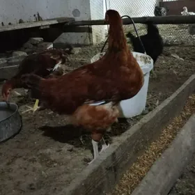 гиган товук жуйже