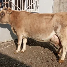 GOLELİ ARGİNAL SYGYR