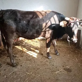 GOLELİ SUYTLEK SYGYR