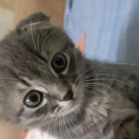 котенок pisikler