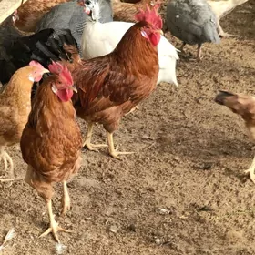 horoz.induk.kàkilik