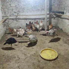 Towuk Undýuk jüje .